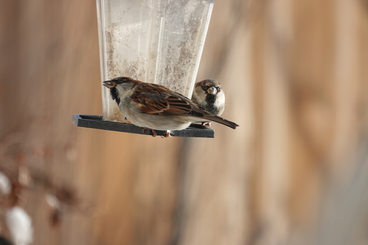 Etxe-txolarrea - ML646877152