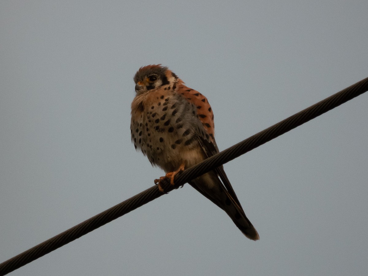 Belatz amerikarra - ML646877155