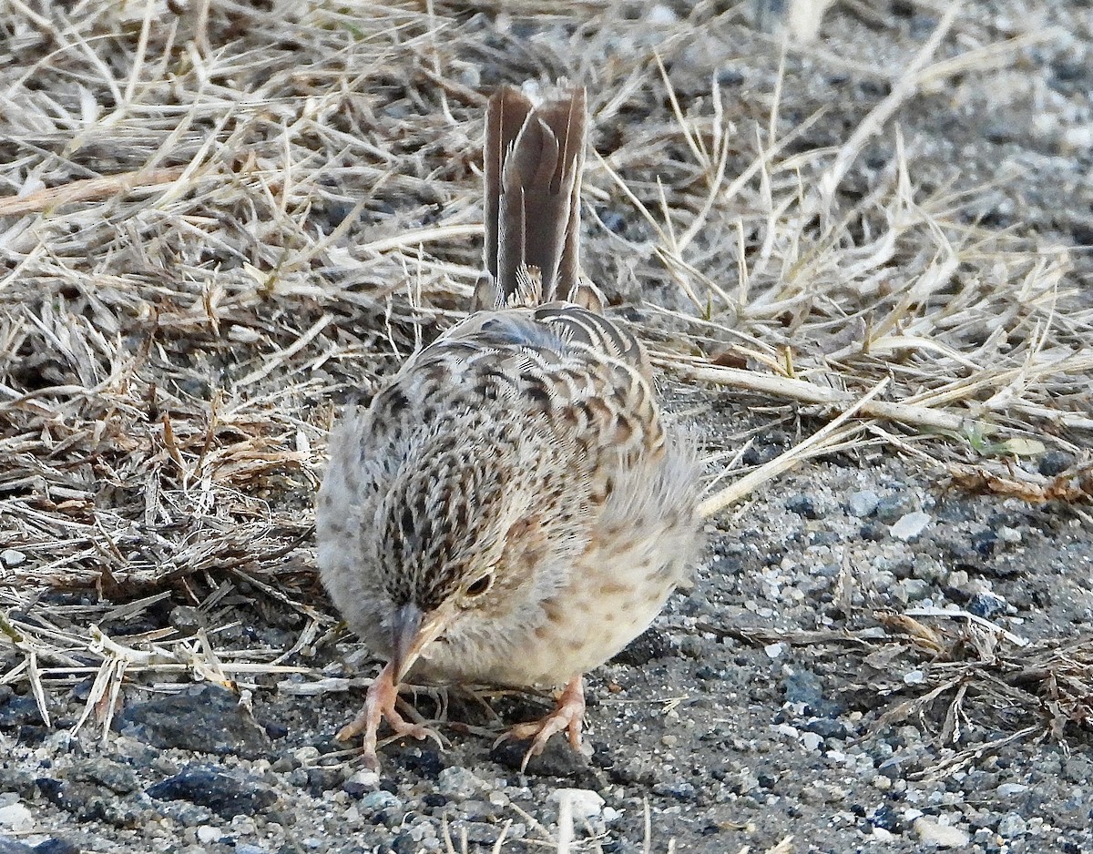 Cassin Serçesi - ML646877159