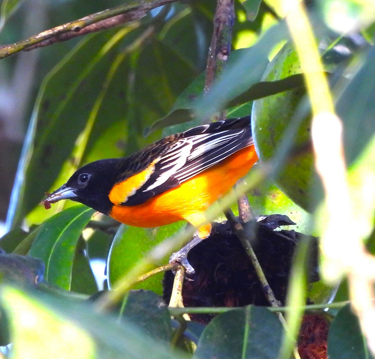 Балтиморский трупиал - ML646877160