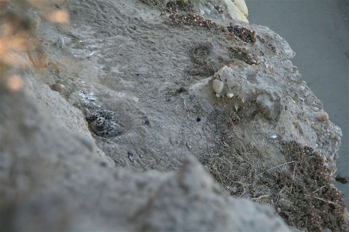 Western Gull - ML646877165