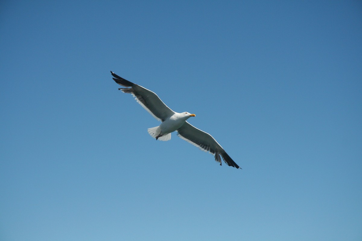 Western Gull - ML646877166