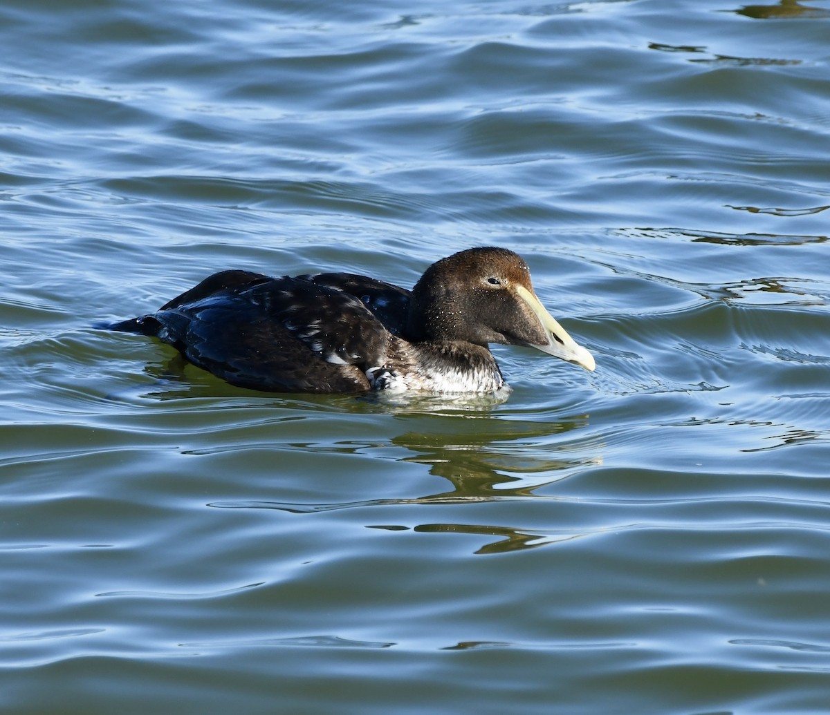 Éider Común - ML646877167