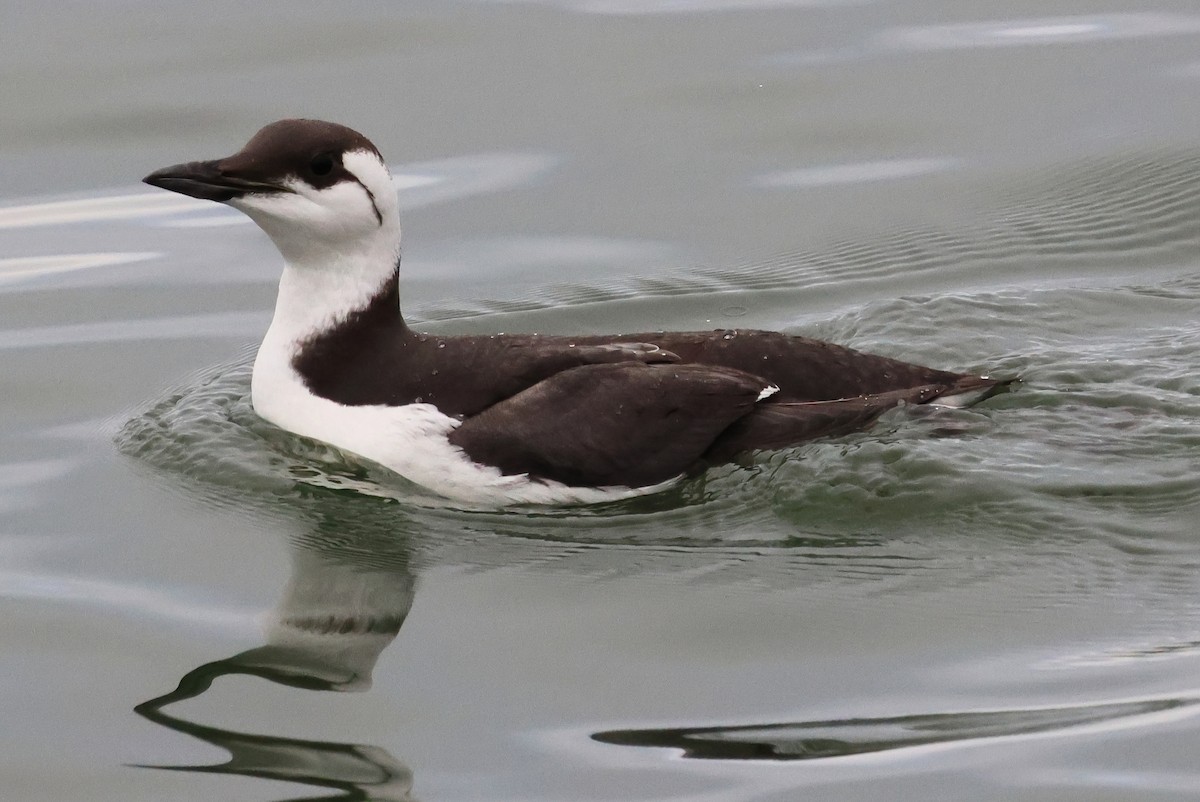 Arao Común - ML646877168