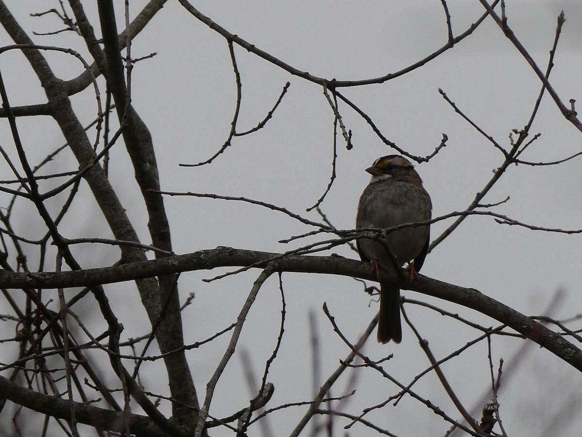 White-throated Sparrow - ML646877169
