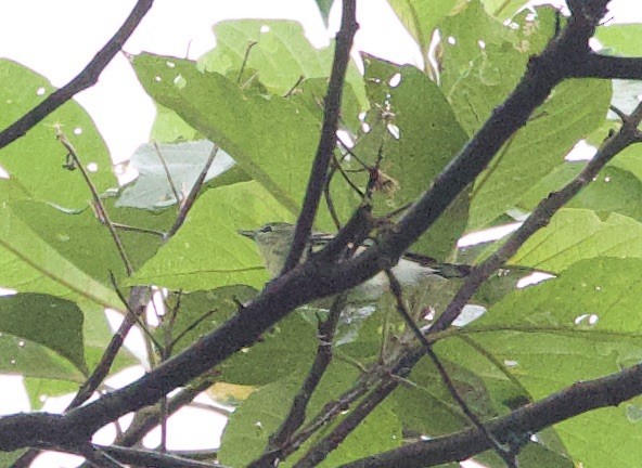 Yellow-green Vireo - ML646877171