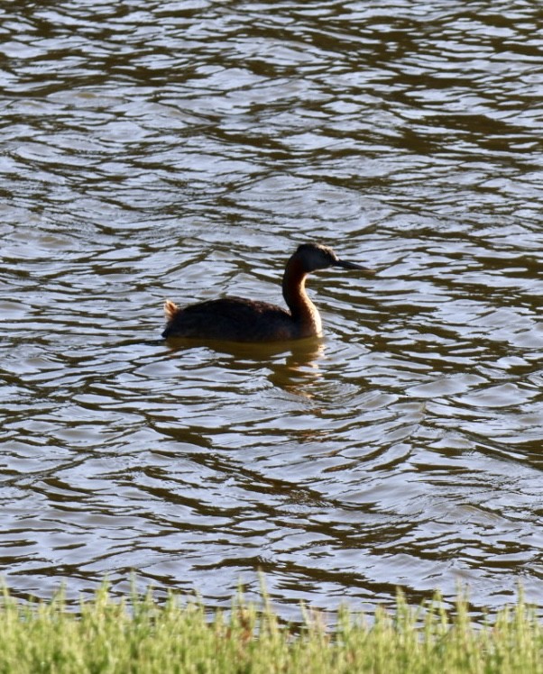 potápka velká - ML646877176