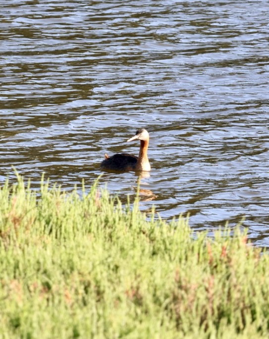 potápka velká - ML646877177