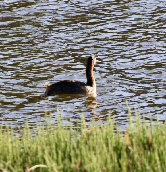 Büyük Batağan - ML646877178