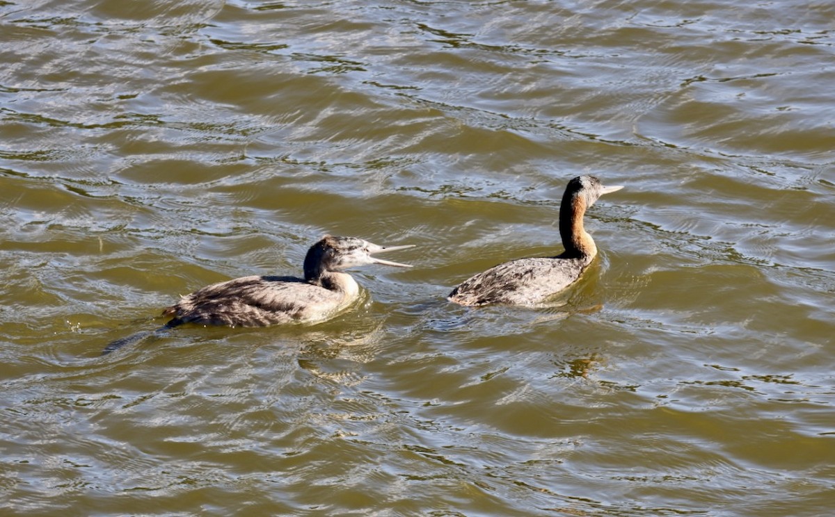 potápka velká - ML646877179