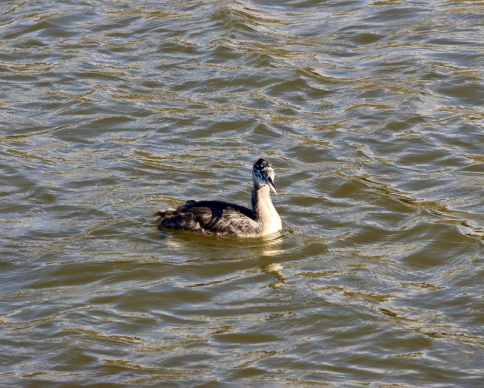 potápka velká - ML646877180