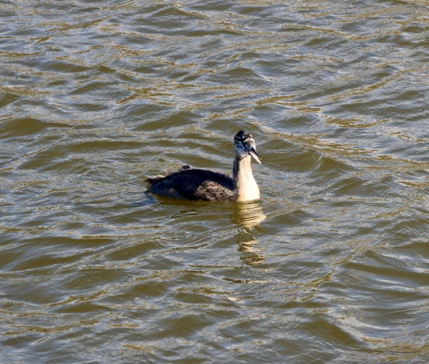 potápka velká - ML646877181