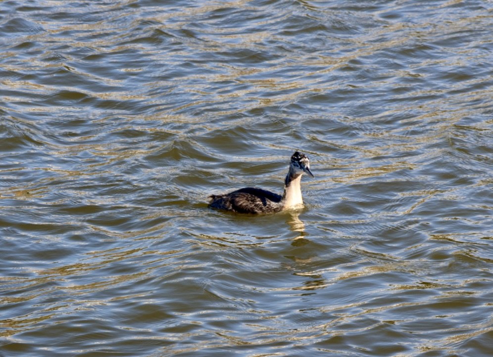 potápka velká - ML646877182