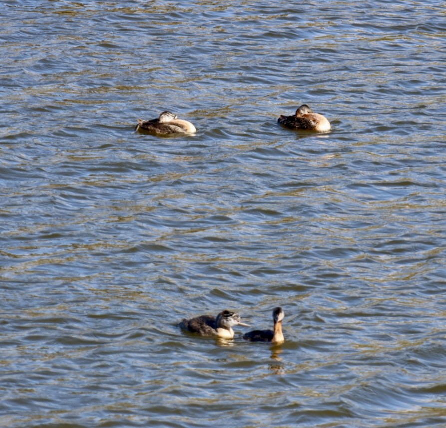 potápka velká - ML646877183