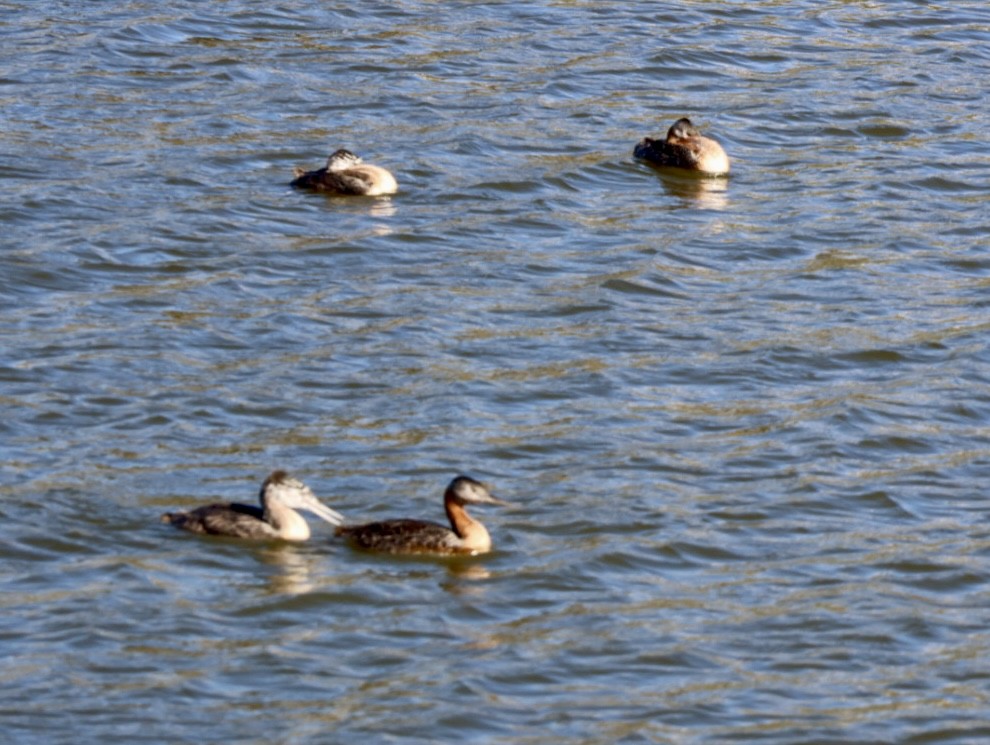 potápka velká - ML646877184