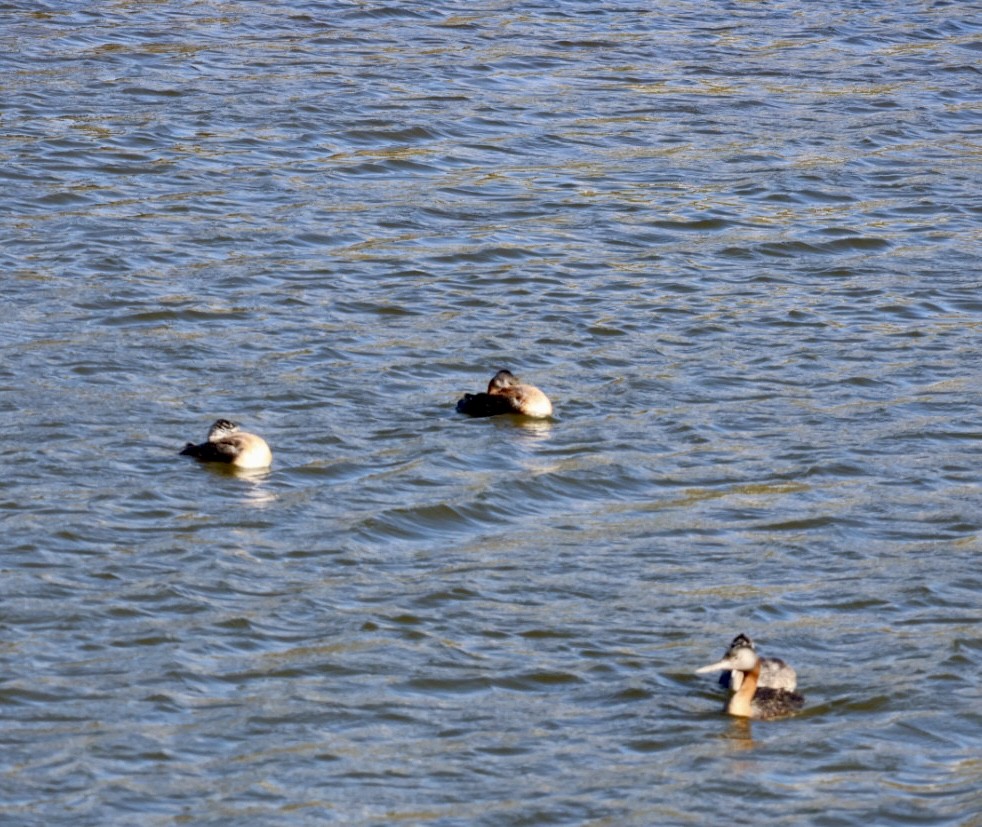 potápka velká - ML646877185