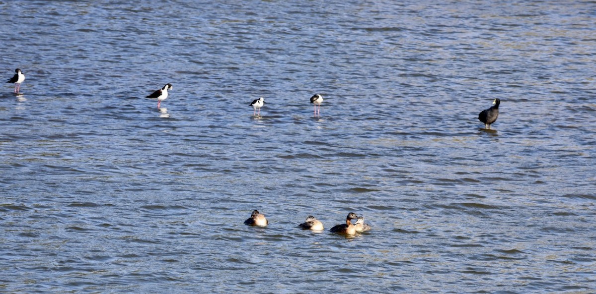 Büyük Batağan - ML646877186