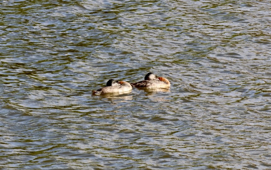 potápka velká - ML646877187