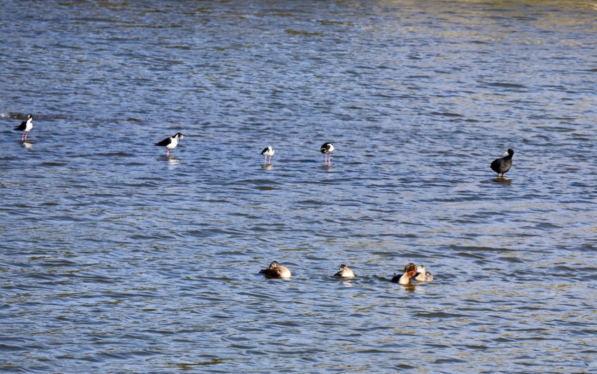 potápka velká - ML646877188