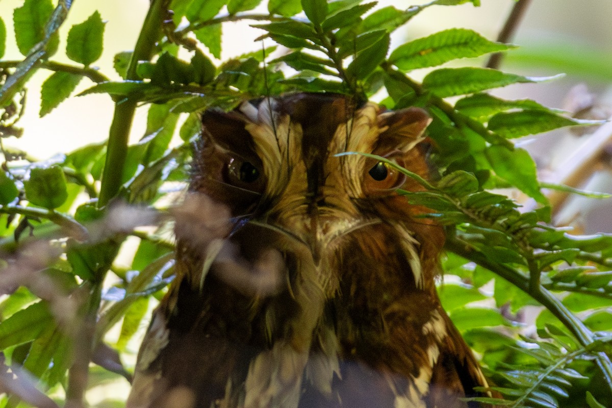 Feline Owlet-nightjar - ML646877189