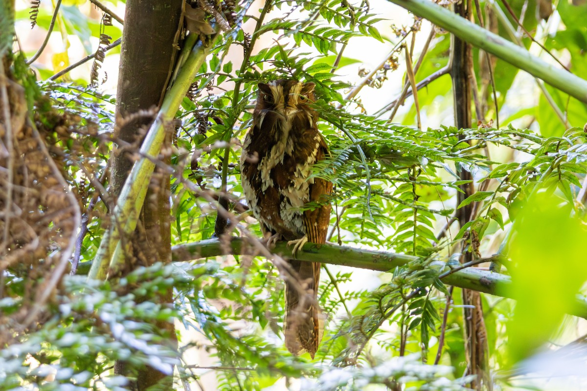 Feline Owlet-nightjar - ML646877190