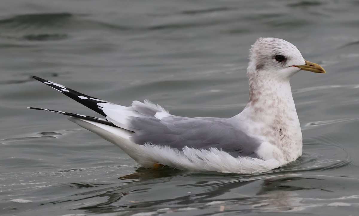 Gaviota de Alaska - ML646877191