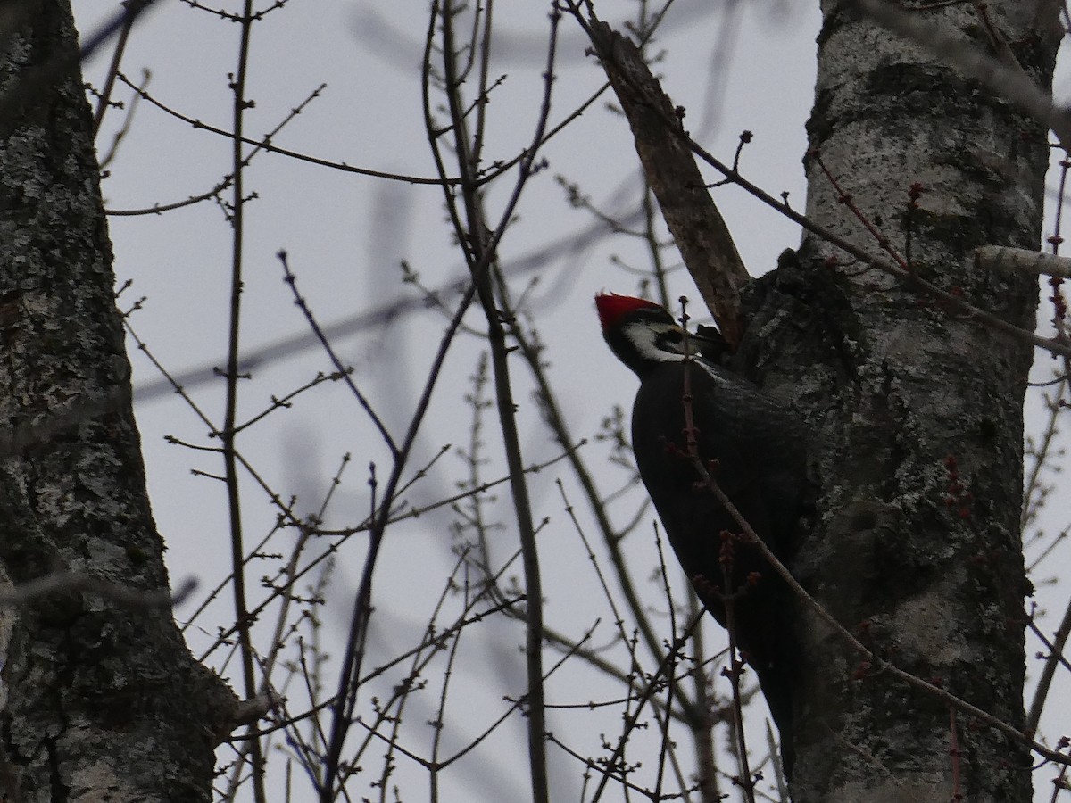 Pileated Woodpecker - ML646877192