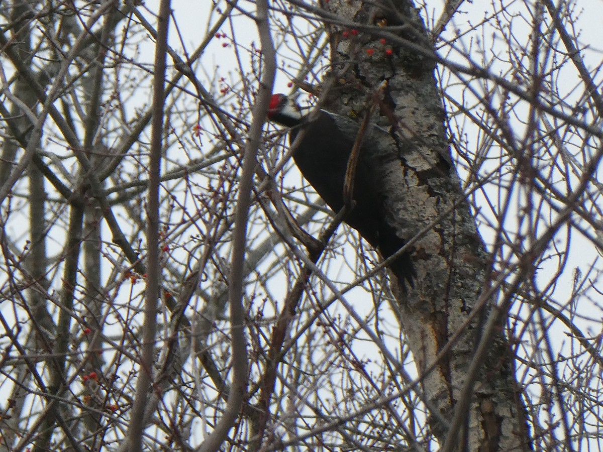 Pileated Woodpecker - ML646877193