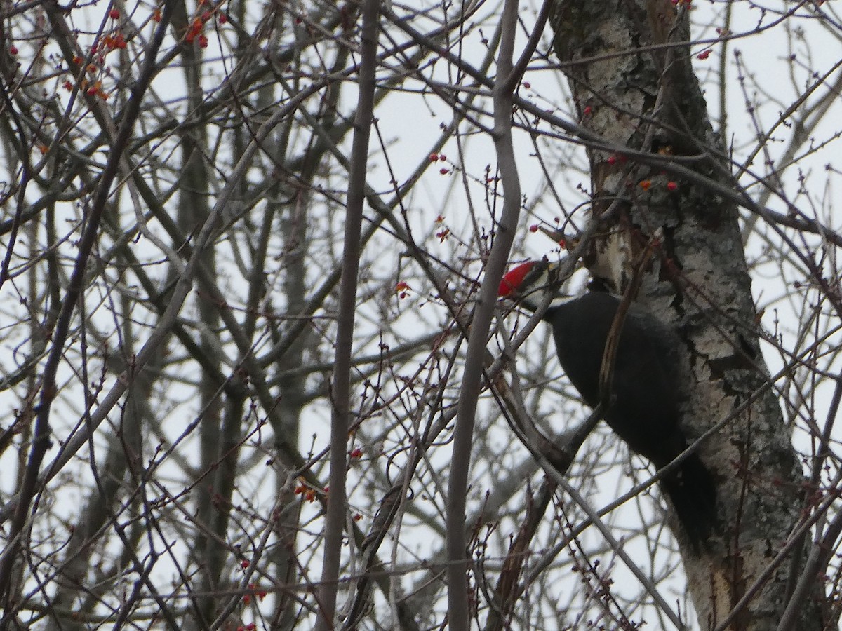 Pileated Woodpecker - ML646877194