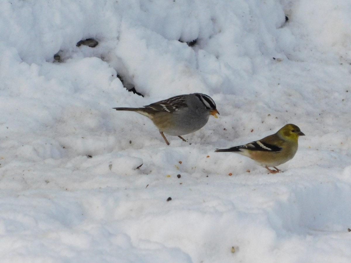 White-crowned Sparrow (Gambel's) - ML646877195