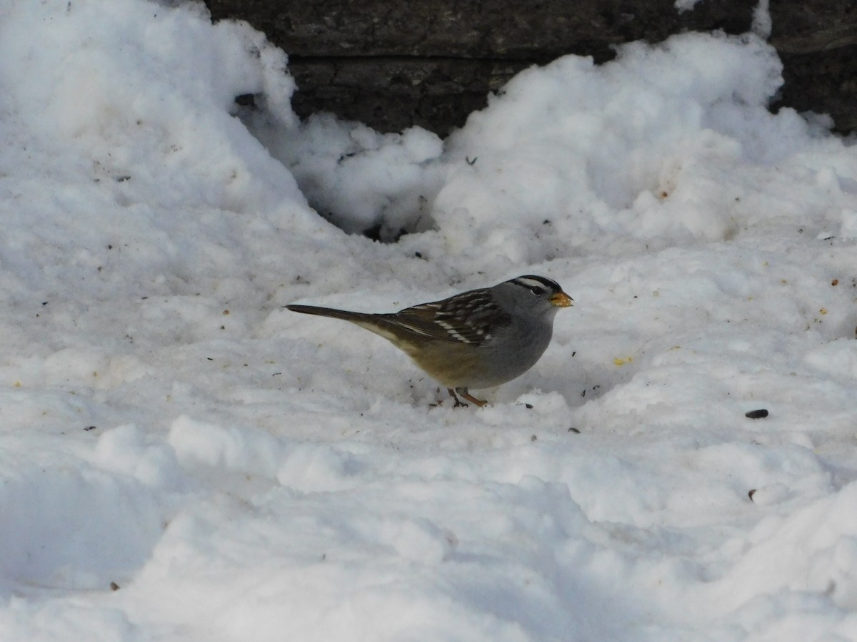 White-crowned Sparrow (Gambel's) - ML646877196