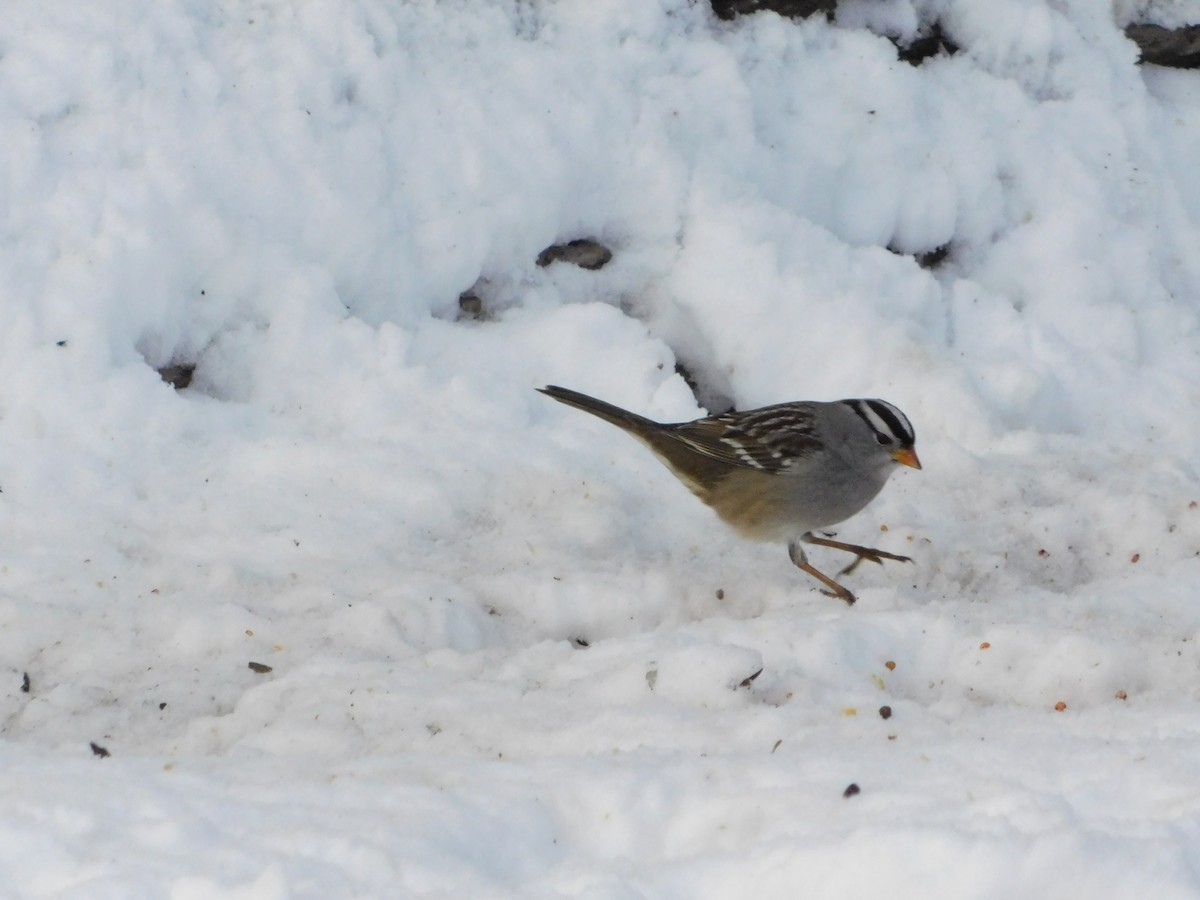 White-crowned Sparrow (Gambel's) - ML646877197