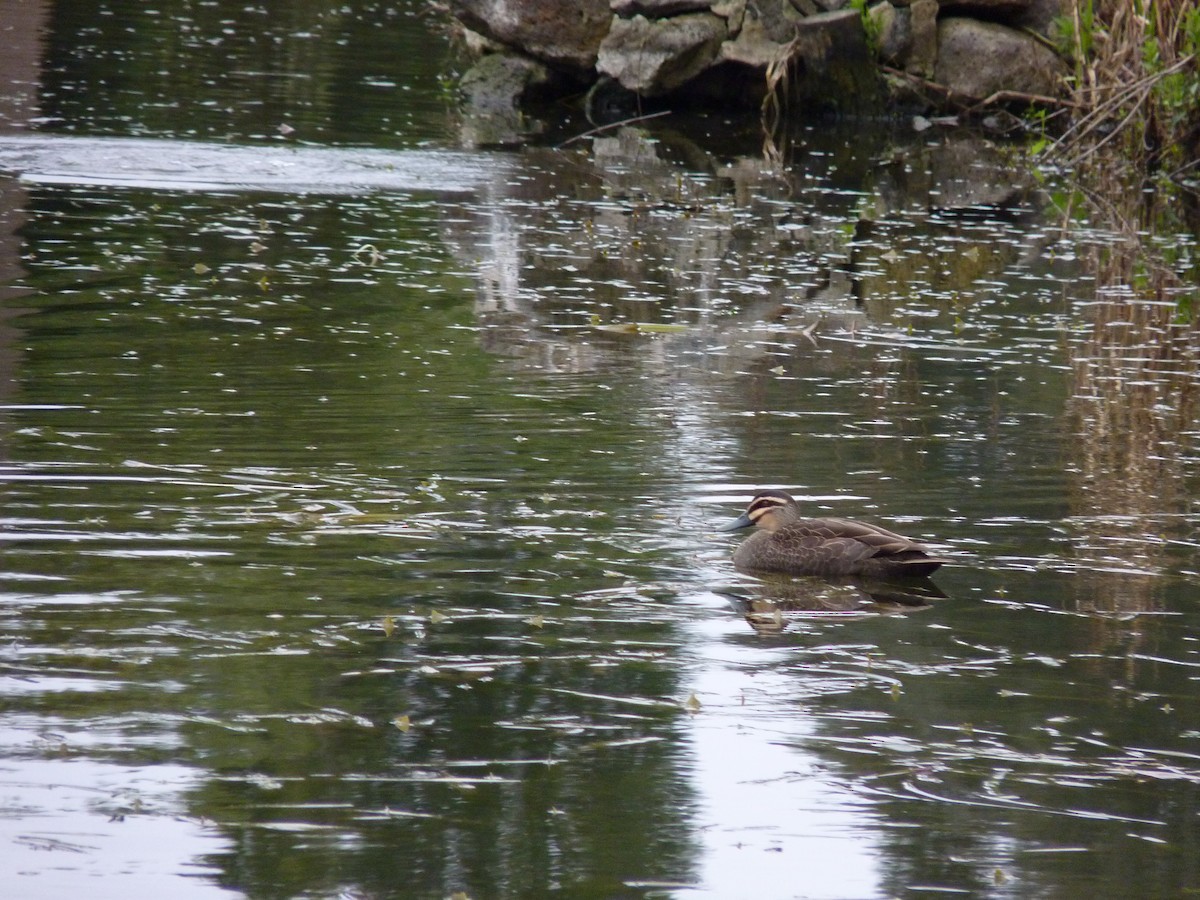 Augenbrauenente - ML646877199