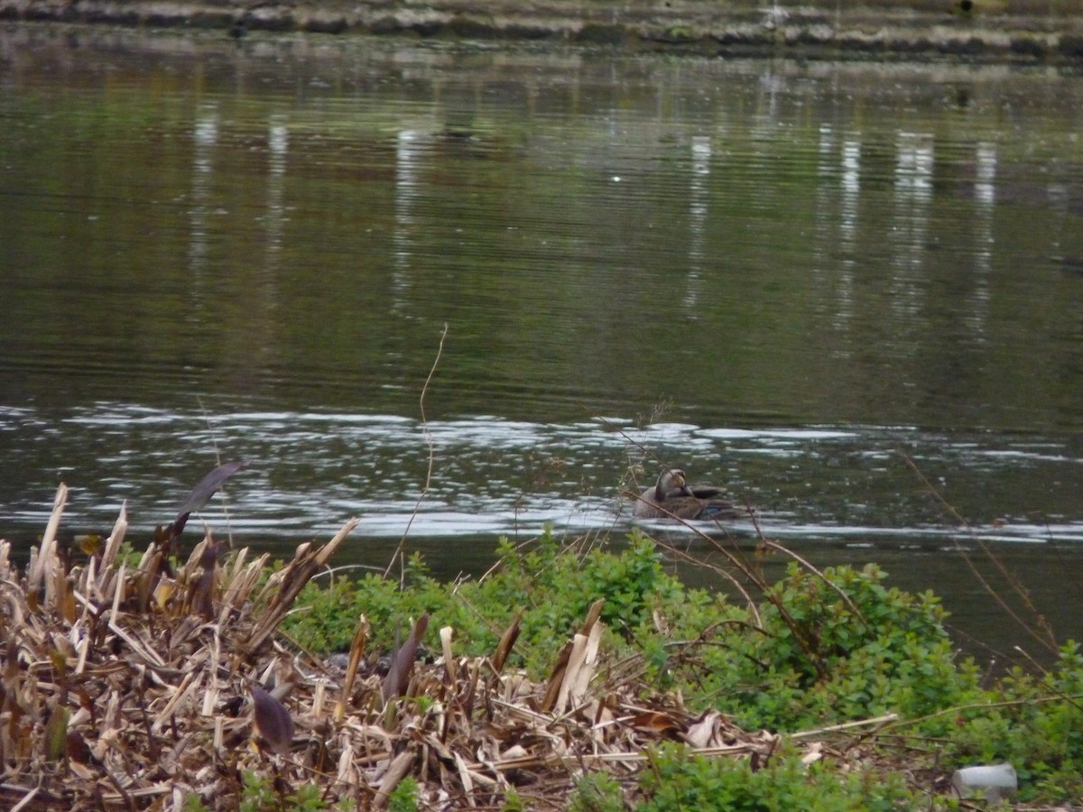 Augenbrauenente - ML646877200