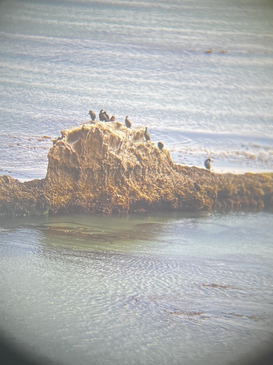 Cormorán Sargento - ML646877201