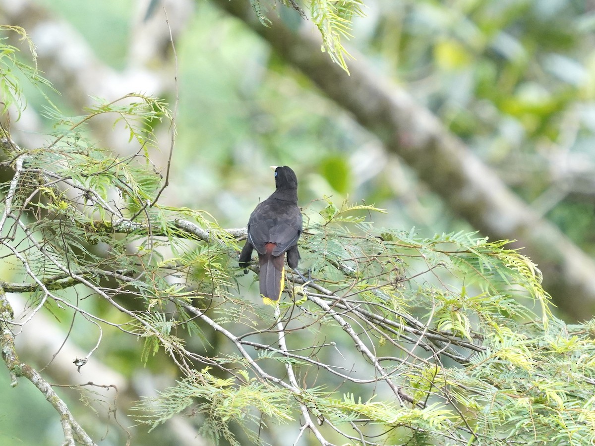 Crested Oropendola - ML646877203