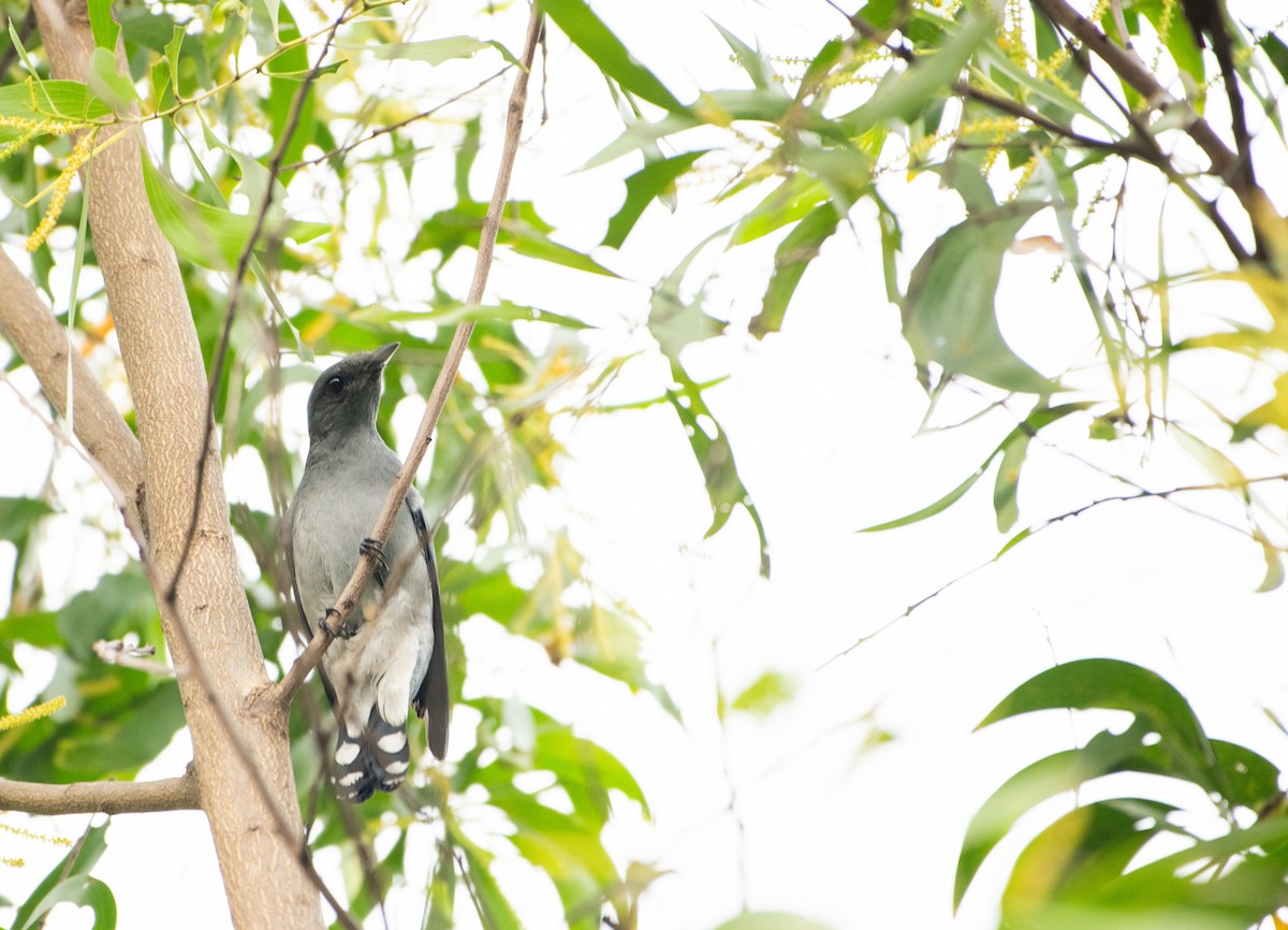 Kara Kanatlı Tırtılyiyen - ML646877204