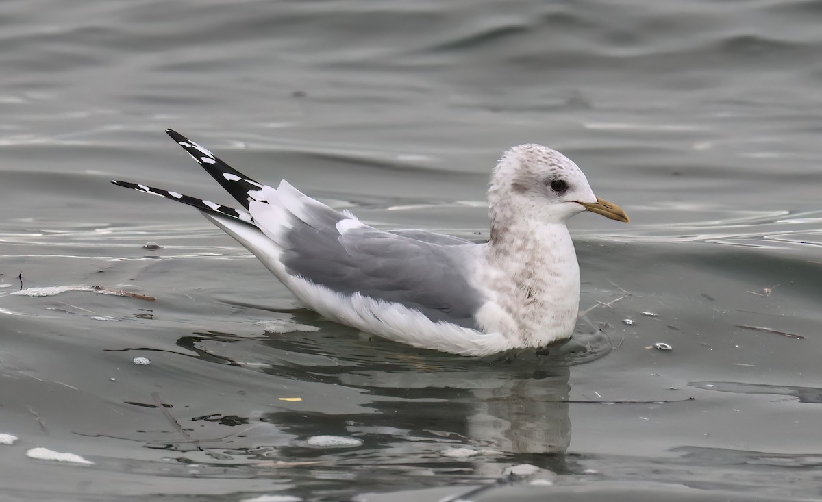 Gaviota de Alaska - ML646877205