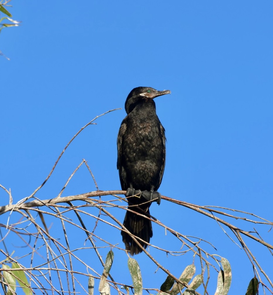 Neotropikal Karabatak - ML646877207