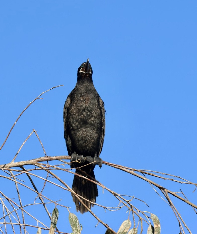 Neotropikal Karabatak - ML646877208