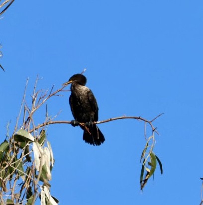 Neotropikal Karabatak - ML646877209