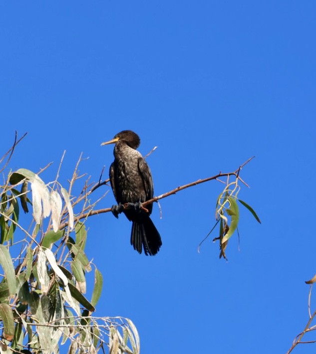 Neotropikal Karabatak - ML646877210