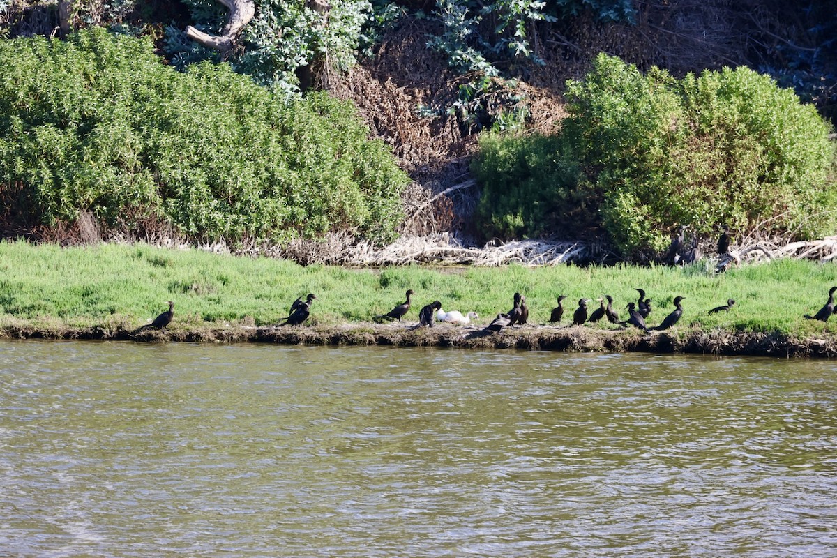 Neotropikal Karabatak - ML646877211