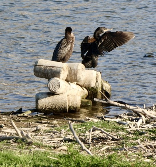 Neotropikal Karabatak - ML646877212