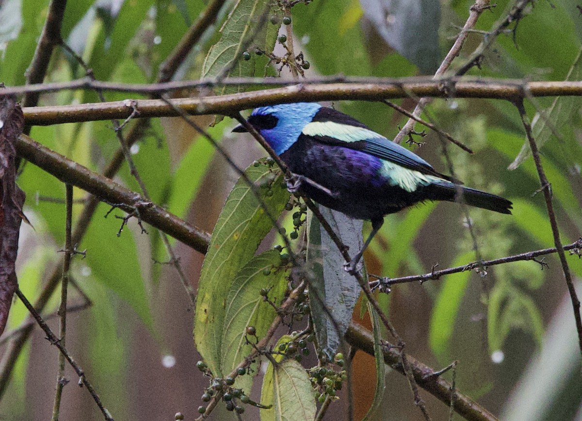 Tangara Cabeciazul - ML646877215