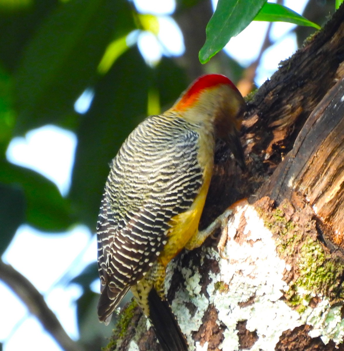 Golden-fronted Woodpecker - ML646877218