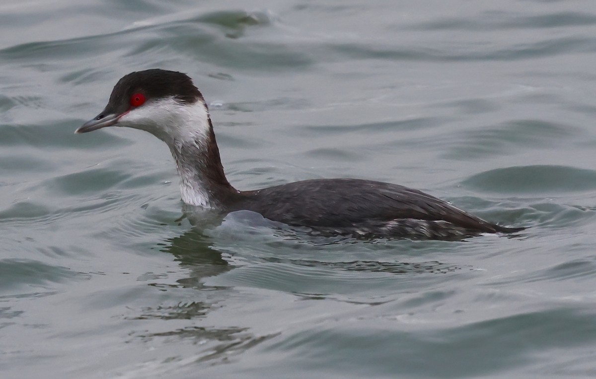 Zampullín Cuellirrojo - ML646877220