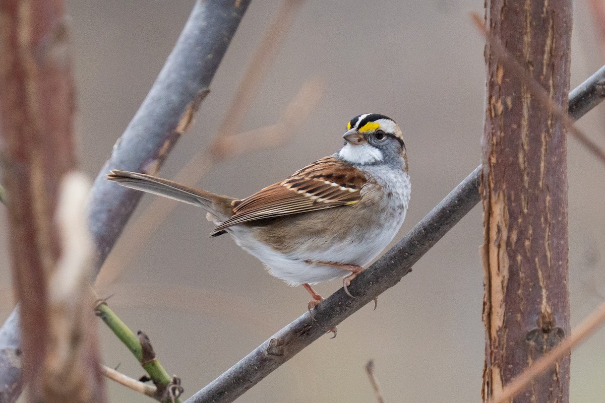 White-throated Sparrow - ML646877231
