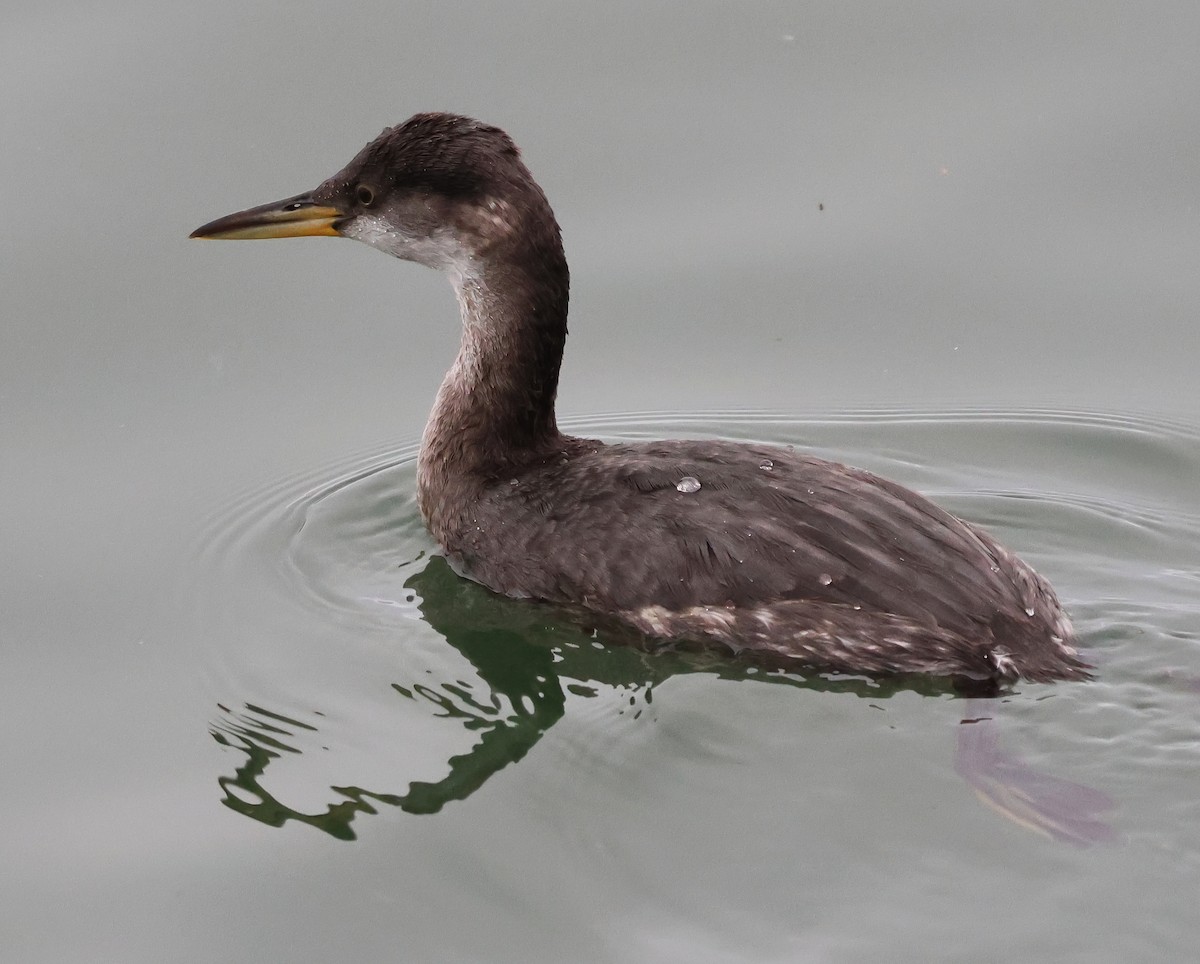 Пірникоза сірощока - ML646877232