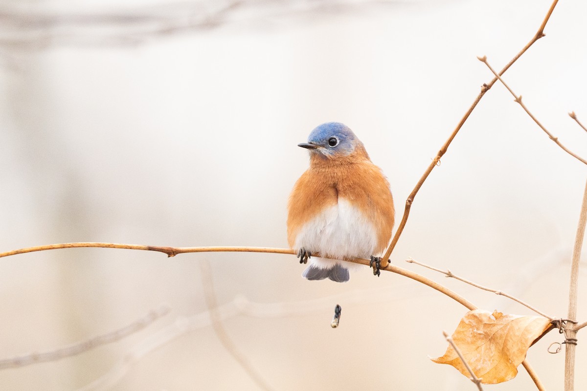 Eastern Bluebird - ML646877234